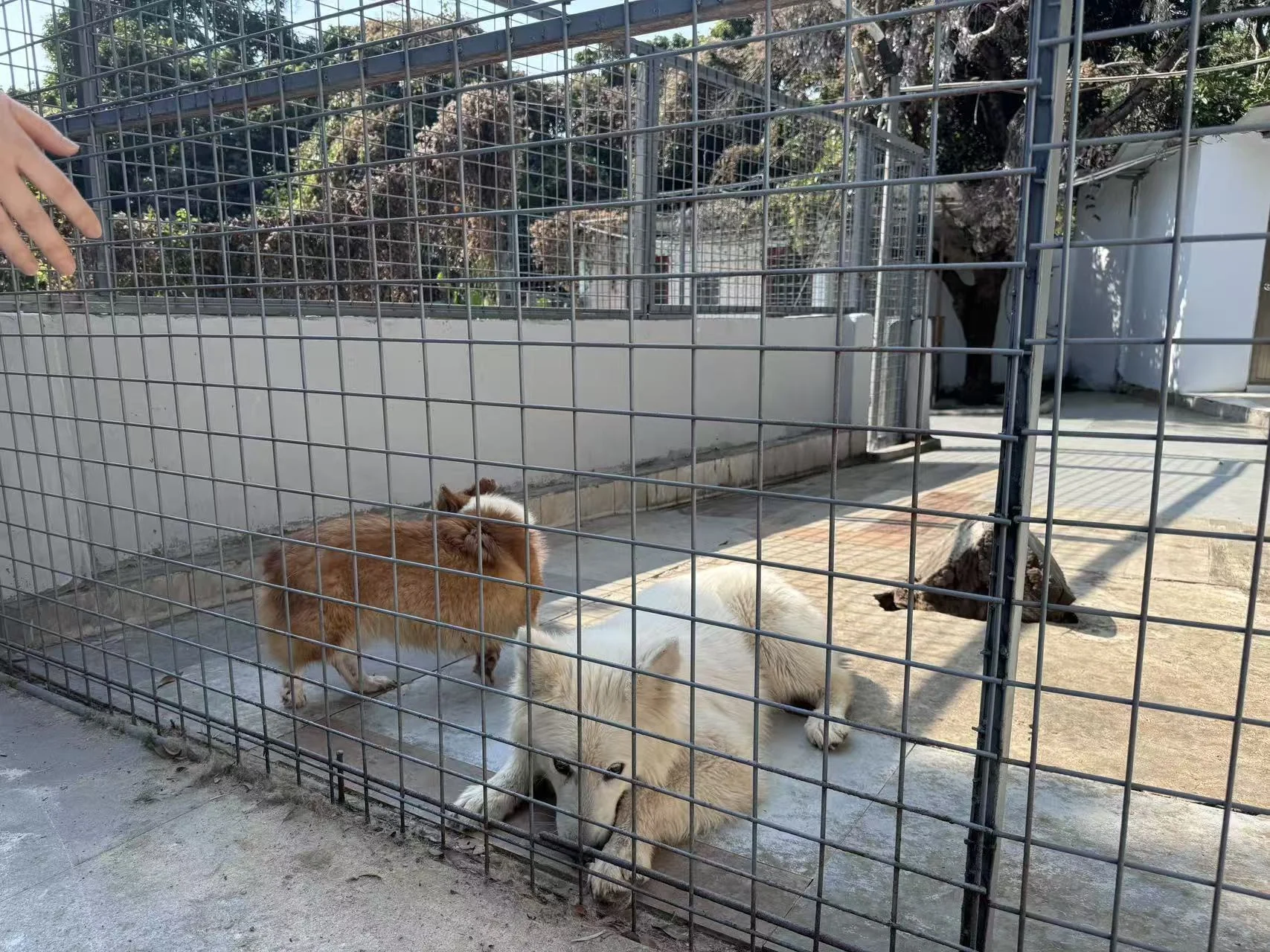 At the animal shelter